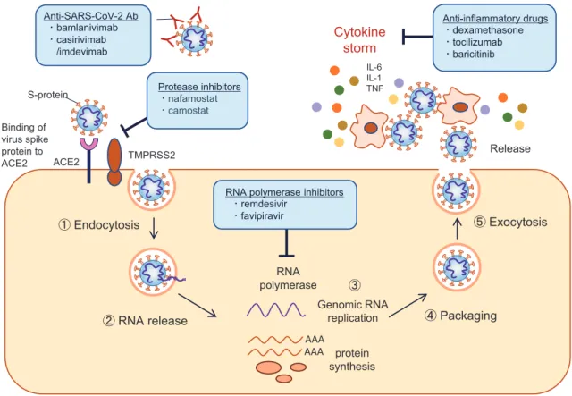 Figure 1. Potential drugs targeting SARS-CoV-2. The virus enters human cells by bind- Figure 1. Potential drugs targeting SARS-CoV-2. The virus enters human cells by bind-ing its spike proteins (S-protein) to the angiotensin-converting enzyme 2 (ACE2) rece
