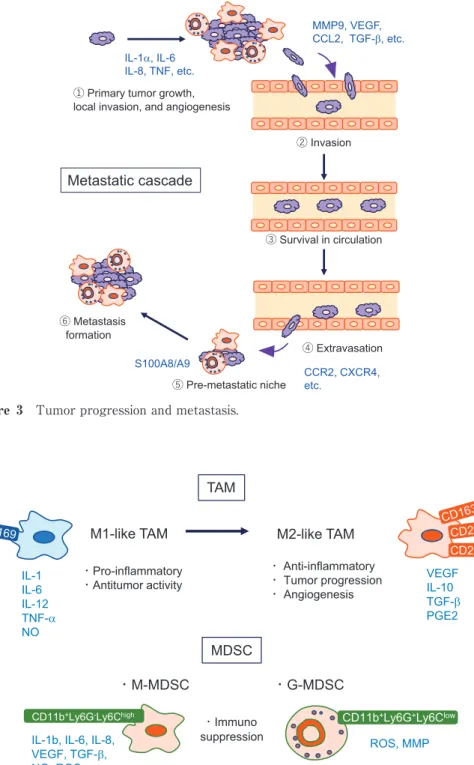 Figure 3 Tumor progression and metastasis. 