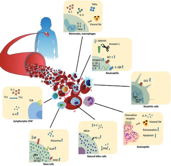 Figure 4 Key molecular mechanisms involved in immune cell dysfunction associated with  Cushingʼs syndrome. (Adapted from reference 25) となった場合は，内皮機能が減弱し，血管のリモデ リングが進展する １７） ．つまりその進展を抑制するこ とが重要であり，とくにアンジオテンシン II 受容体 拮抗薬は Ang II による AT1 受容体の活性化を阻害 することで，すぐれた臓