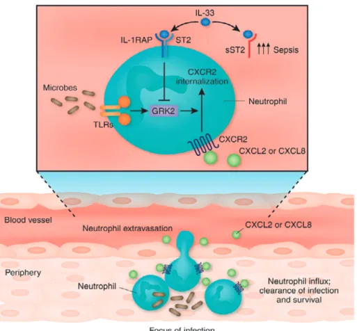 Figure 7 IL-33 promotes the migration of neutrophils into the focus of infection 60) .  Detection of microbes by Toll-like receptors (TLRs) expressed by neutrophils increases the  expression of G protein-coupled receptor kinase (GRK) 2. GRK2 mediates the i