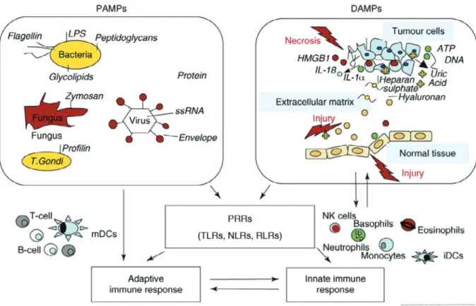 Figure 1 Classes of molecules that initiate innate and adaptive immune responses 1) . The initiating events in inflammation and the resultant adaptive immune response include  both  pathogen-associated  molecular  patterns  (PAMPs)  and  damage-associated 