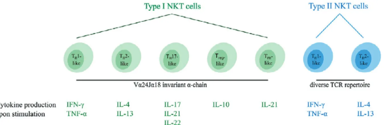 Figure 3 Overview of the different functional human NKT cell subsets 41) .