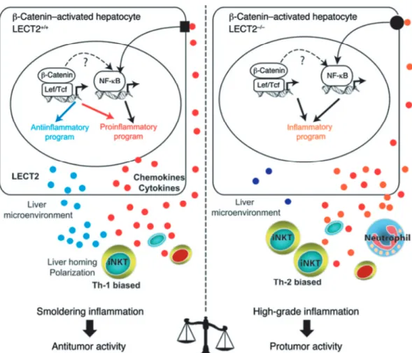 Figure 6 Liver inflammation is critical for β-catenin-induced liver tumorigenesis 49) .  Oncogenic  activation  of  β-catenin  in  hepatocytes  triggers  an  intrinsic  inflammatory   pro-gram  with  both  pro-  and  anti-inflammatory  mediators  that  tog