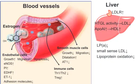Figure 1 The protective direct and indirect effects of estrogen.