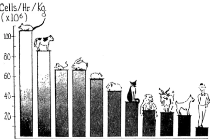 Figure 6 Diagram to illustrate the output of the thoracic duct of various animals. 