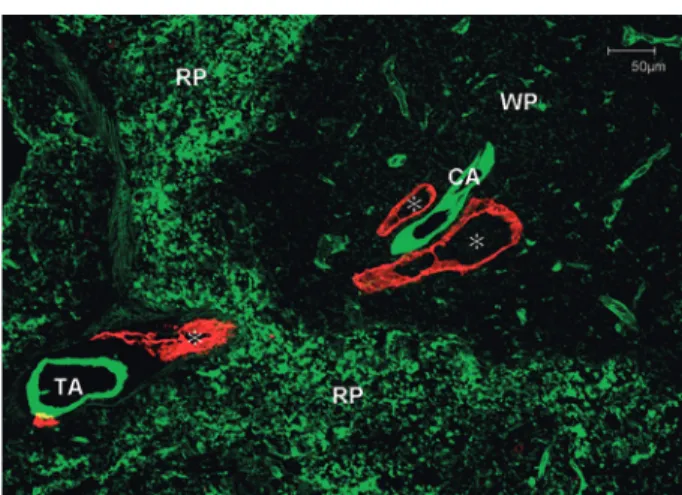 Figure 7 Lymphatic vessels in the mouse spleen.  Confocal double-immunofluorescent image of microvascular  segments with FITC-conjugated LEL tomato-lectin (green) and LYVE-1 (red). Initial lymphatic vessels (＊) adjacent to a central artery (CA) in the whit