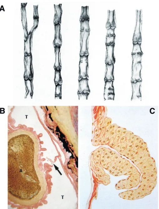 Figure 1 Lymphatic valves in various species. 