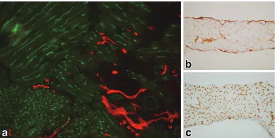 Figure 3 Reactivity of LA102 and LA5 to mouse vascular endothelial cells.