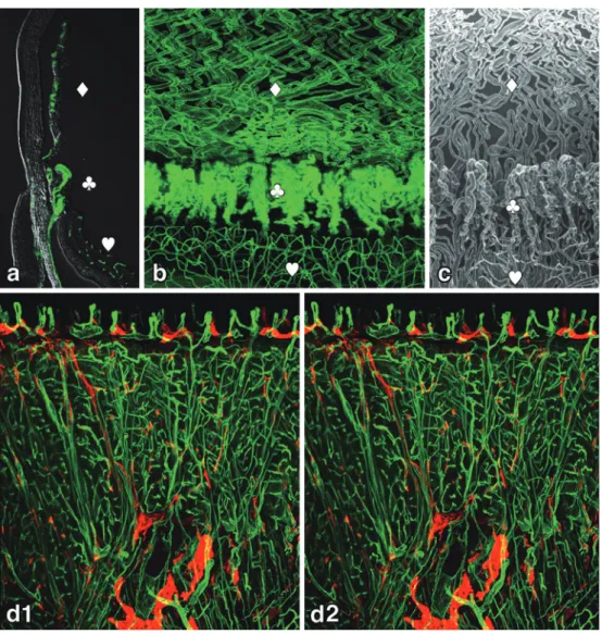 Figure 6 3D-imaging of uveal vascular structures and a stereoview of microvasculature  in the mouse tongue using lectin.