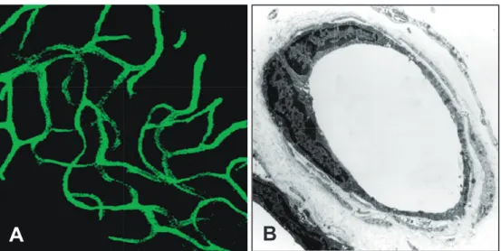 Figure 1 Normal  blood  vessels  in  mouse  subcutaneous  tissue  have  smooth  endothelial  cells.