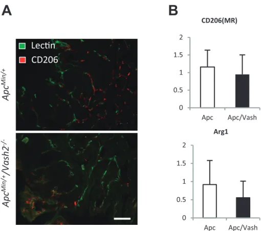 Figure 3 Inhibition  of  pro-tumor  angiogenesis  factor  vasohibin2  changes  the  tumor  mi- mi-croenvironment.