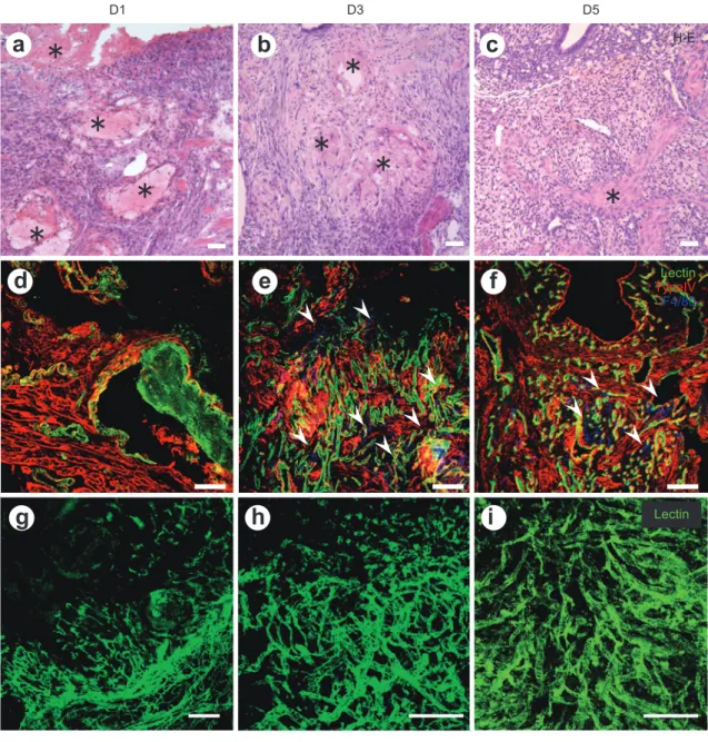 Figure 3 Morphological time course of postpartum uteri.
