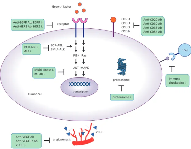 Fig. 2 The  mechanism  of  action  of  molecular  targeted  drugs  against  cancer.  Molecular  targeted  drugs  exert  anticancer  effects  through  multiple  mechanisms.  Ab:  antibody,  i: 