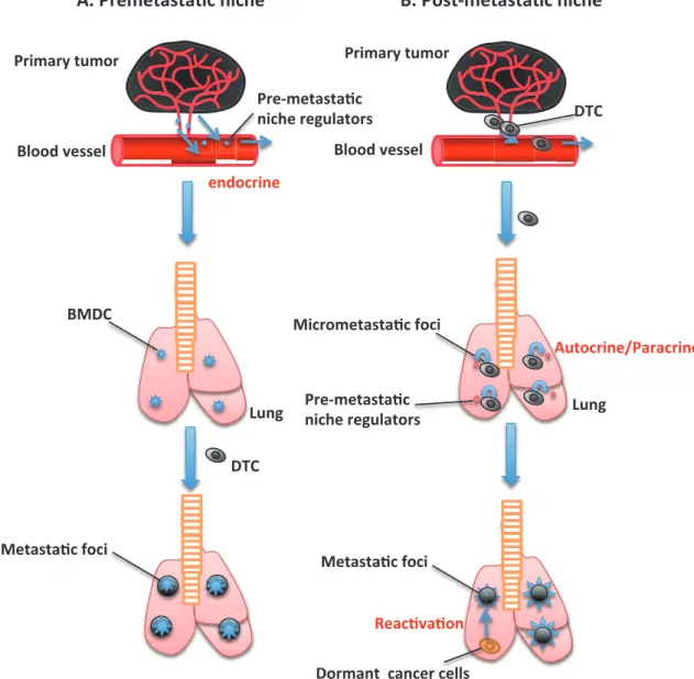 Fig. 1 The concept of pre-metastatic and post-metastatic niche 6)