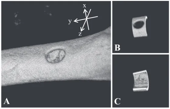 Fig. 2 An image obtained by Micro CT A is a 3D reconstructed bone image. B shows the analyzed area including the bone defect.  C is the other side of B