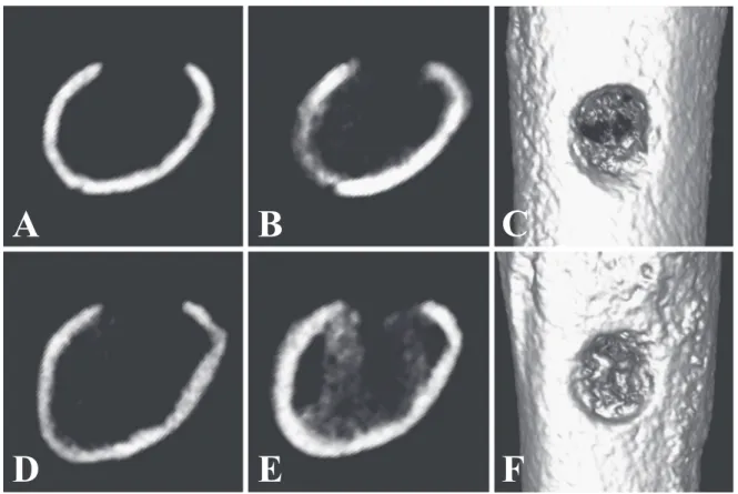 Fig. 4 Comparison between an LIPUS non-stimulated rat and a stimulated rat A and B  are CT images from an LIPUS non-stimulated rat (0 L). A is a cross-sectional image on  day  1.  B  is  a  cross-sectional  image  on  day  7.  C  is  a  3D  reconstructed  
