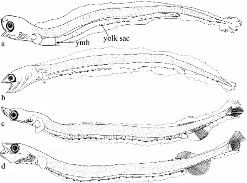 Fig. 3 Developmental stages of Salanx ariakensis collected in the present study. a, 5.3 mm yolk-sac larva（UKU-161000）;b, 8.3 mm preflexion larva（UKU-161001）;c, 14.0 mm flexion larva（UKU-161002）;d, 18.4 mm postflexion larva（UKU-161003）.