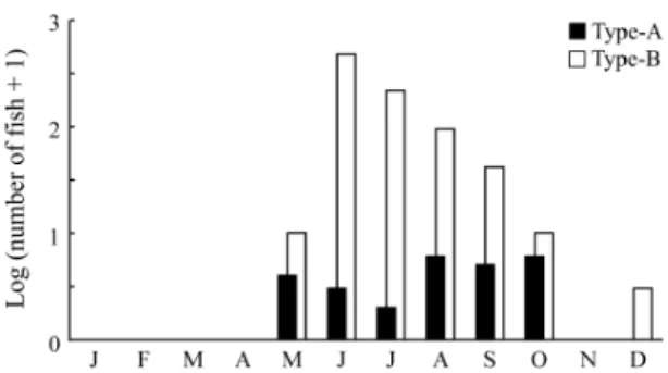 Fig. 2 Developmental stages of types -A（a-c）and -B（d-f）Auxis larvae from Tosa Bay.（a）4.3 mm BL preflexion larva（UKU-449000）;（b）5.4 mm BL flexion larva（UKU-449001）;（c）6.8 mm BL postflexion 449002）;（d）5.0 mm BL preflexion 449003）;e 6.9 mm BL flexion  larva（U