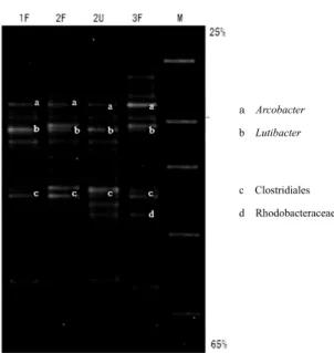 Fig. 9. DGGE electrophoretogram showing the mi- mi-crobial composition of the water above the model bottom from day 1 to day 3 of cultivation（until formation of the white-turbid layer）