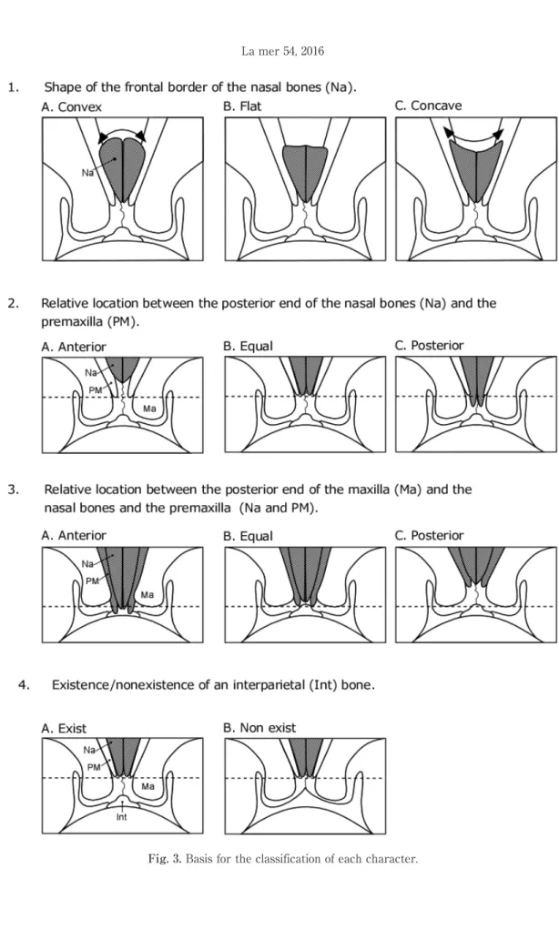 Fig. 3. Basis for the classification of each character.
