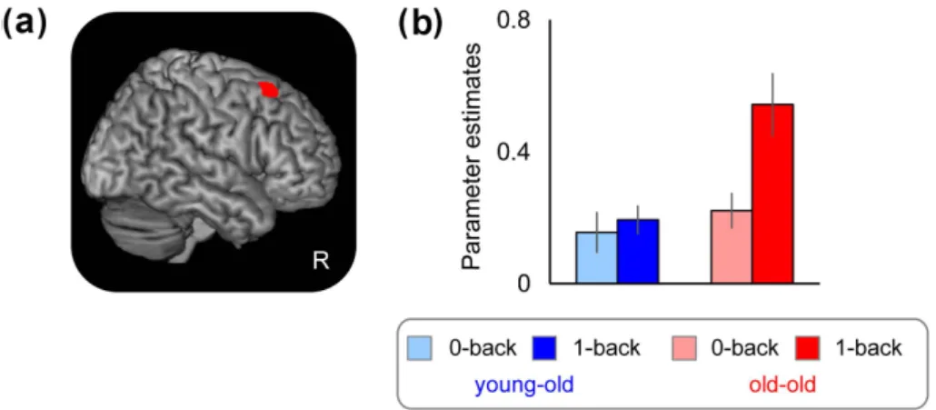 Figure 7. Brain activation differences between young-old and old-old. (a) The brain region that showed the group difference  (right caudal dorsolateral prefrontal cortex)