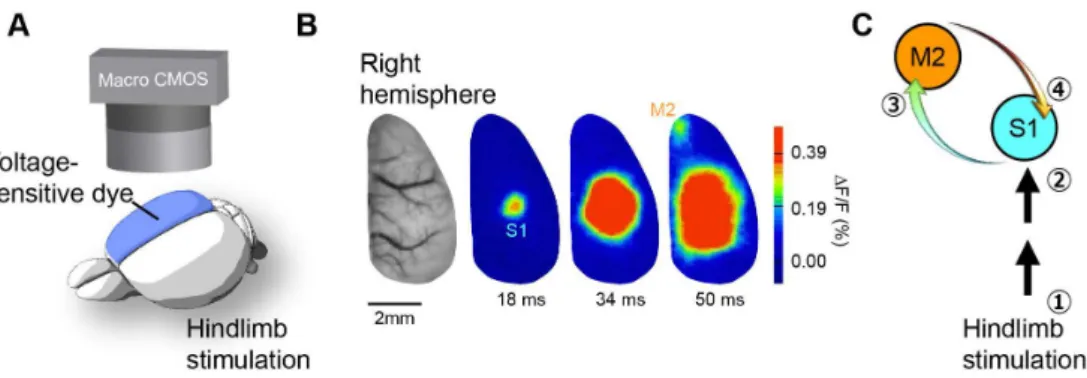 Figure 2. Optogenetic inactivation of top-down input alters sensory perception.