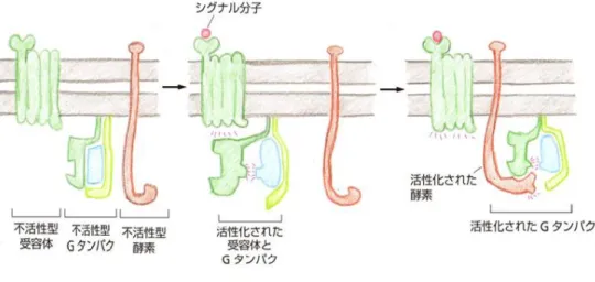 図  2-2  GPCR の活性化によるシグナル伝達の例([1]の Fig.15-16 を元に作成) 
