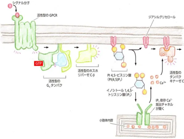 図  2-4  GPCR よりタンパクキナーゼ C を活性化させる仕組み([1]の Fig.15-39 を元に作成) 