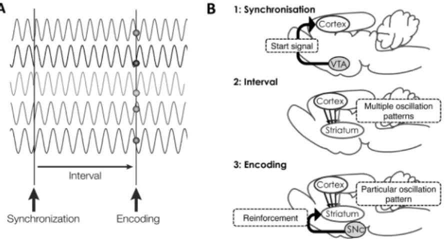 Figure 3. Schematic description of the SBF model.  （A）  After being synchronised by the  start  signal, cortical neurons os- os-cillate independently at various rates and become progressively de-synchronised