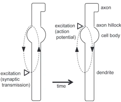 Figure 2. Diagram of current flow around the location of membrane excitation. When excitation occurs at a certain location  on the cell membrane  （indicated by an open triangle） , this active region acts as a current sink