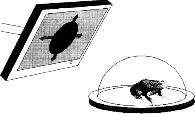 Figure 　 l ． 　 Escape 　 behavior 　 of 　 a 　 fro 呂 　 was 　 exarnined 　 with 　 an 　 expanding 　 dark 　 spot 　 presented 　 on 　 a 　 computer 　 controlled 　 display ．