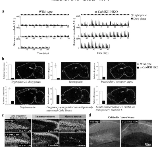 Figure 　 2 ． 　 Home − cage 　 activity 　 and 　 iDG 　 phenetype 　 in 　 a − CaMKII 　 HKO 　 mice ． （ a ） Temporal 　 pattem 　 of 　 locomotor 　 activity 　 of 　 wild − type 　 and α 一 CaMKII 　 HKO 　 mice 　 ill　 their 　 home 　 cage ． （b ） Relative　 expression 　 lev