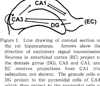 Figure 　 1． 　Lirle　drawing 　 of 　 coronal 　 secti 〔 ） n 　 of 　 the 　 rat 　 hippoca 皿 pus ．　 Arrows 　 show 　 the 　 direction　 of 　 excitatory 　 signal 　 trarlsmissiQn ．