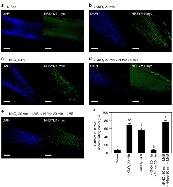 Fig. 8 Subcellular localization of NRSYM1. a–e Immunohistochemistry of the NRSYM1-myc protein in root apical cells