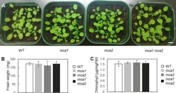 Figure  5B  shows that the expression of the three genes was signiicantly down-regulated in the mca1 mca2 double  mutant
