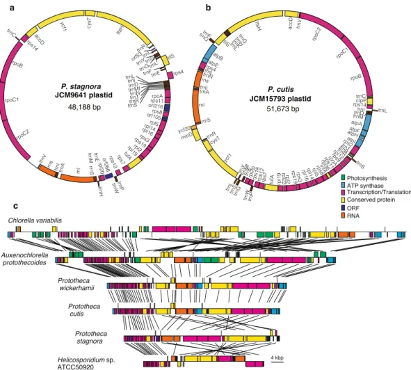 Figure 1.   Structure of the plastid genomes of P. stagnora and P. cutis. (a,b) Gene maps of the plastid genomes  of P