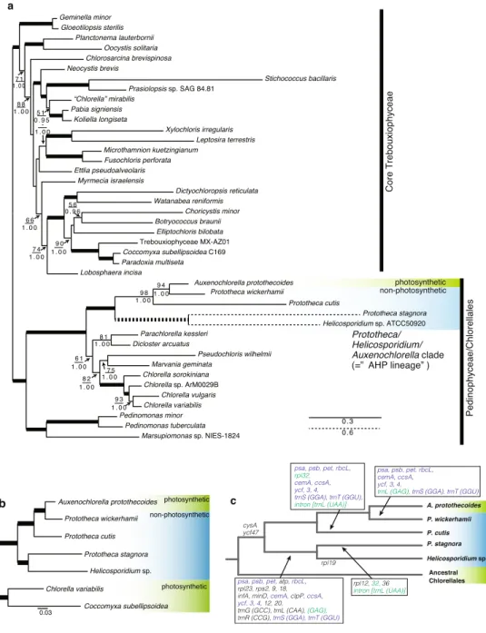 Figure 2.   Phylogenetic tree and the evolutionary scenario of the plastid gene losses in Chlorellales