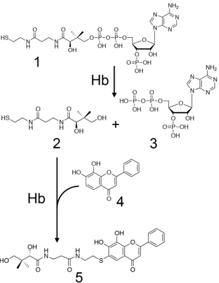 Figure 1.  he reaction scheme for the formation of pantetheine-conjugated 7,8-DHF by Hb