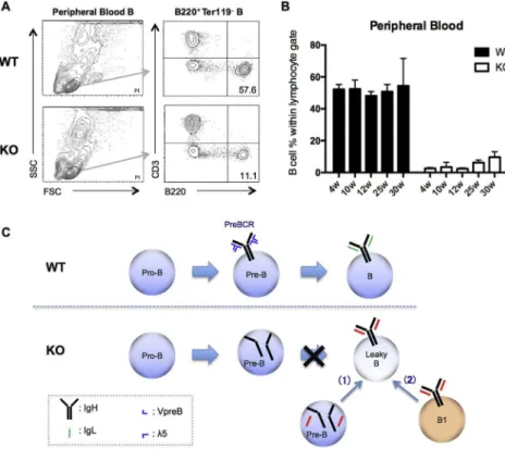 Fig. 1. Leaky B cells in the peripheral blood of KO ( l 5 / ) mice (A) Phenotypic analysis of peripheral blood B cells from WT and l 5 / mice: peripheral B cells from littermates were