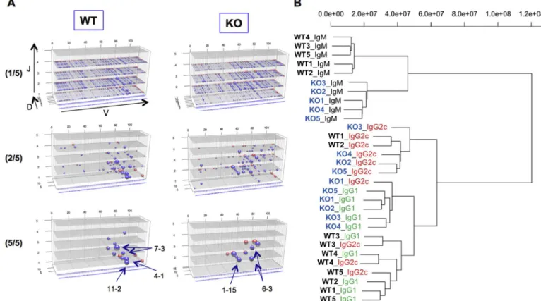 Fig. 2. NGS analysis of splenic B cell repertoires, showing speciﬁc proﬁles of different VDJ repertoires in WT and KO ( l 5 / ) mice; VDJ distribution of IgM, IgG1, and IgG2c in the