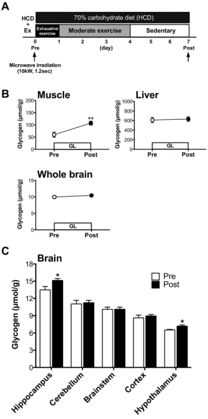 Figure 2.   GL increased glycogen levels in muscle and the brains. (A) Experimental design