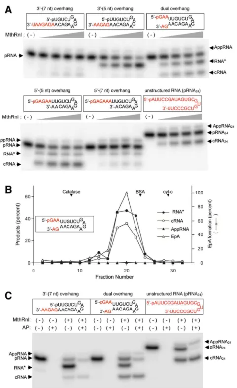 Figure 1.   MthRn1 activity generates a novel RNA*. (A) Efectiveness of ligation of pRNA substrates with  various 5′- and 3′-overhangs, as assessed by ligation assay