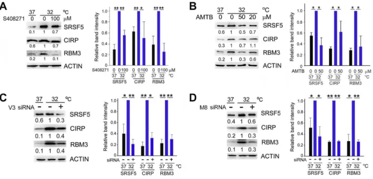 Fig. 3. Effects of antagonists against TRPV3 and TRPM8 channels on CIP induction. (A, B) U-2 OS cells were cultured at 37  C or 32  C in the presence of S408271 (A) or AMTB (B) for