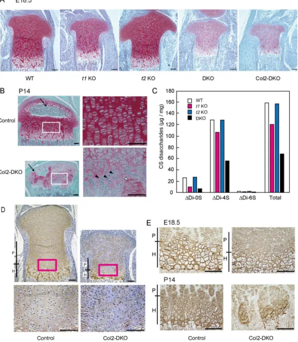 Fig 4. Safranin-O staining, CS content, and immunohistochemical analyses in cartilage