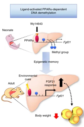 Fig. 9 Schematic representation of epigenetic memory of Fgf21. Ligand- Ligand-activated PPARα induces DNA demethylation of Fgf21 in the postnatal mouse liver; DNA methylation status of Fgf21, once established in early life, persists into adulthood, as an e