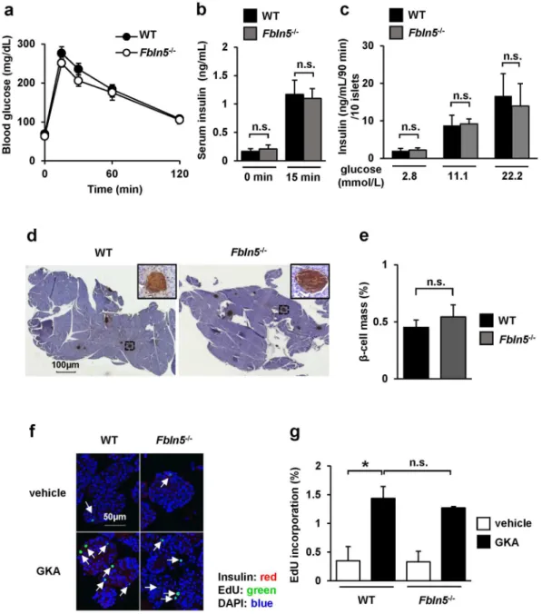 Fig.  S1a ). his result in islets from wild-type mice is consistent with the observation that glucokinase activation  enhances insulin gene expression and insulin secretion in β-cells 12, 34 