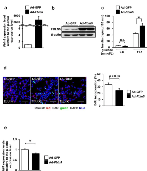 Figure 4.   Fbln5 overexpression in INS-1 cells enhanced glucose-stimulated insulin secretion, but inhibited  β-cell proliferation