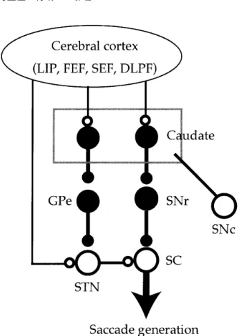 Figure 　 l ， 　 Simplified 　 version 　 ofthe 　 eye 一 皿 ovement