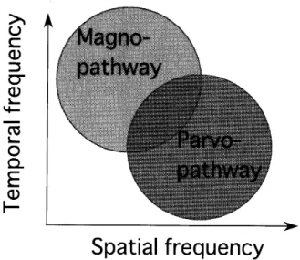 Figure 　 3 ． 　 Covered 　 areas 　by 　 cones 　 and 　 rods 　 in 　 Sensitivity／ Resolution 　 diagram ．