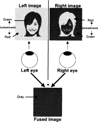 Figure 　 1 ． 　Result 　 of 　 brain 　 areas 　 activated 　by 　 face 　 and 　 place 　 stimuli 　 in 　 a 　 single 　 subject ．　 Sta−